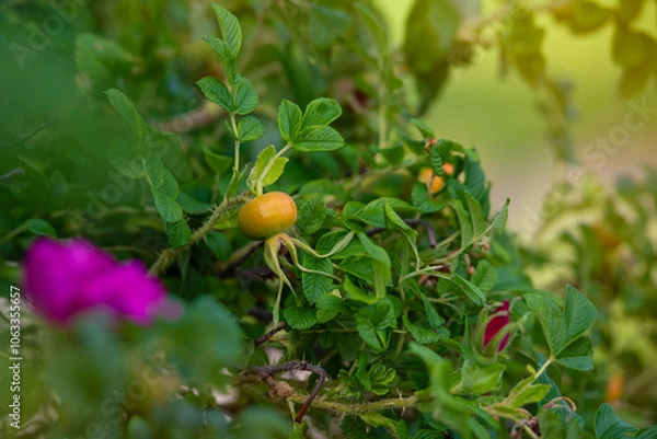 Obraz Close-up photo of a rose hip. Ripening orange-yellow fruit nestled among lush green leaves. Background is softly blurred, highlighting the sharp details of the foliage and fruit in the foreground. 