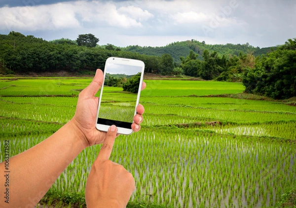 Fototapeta Man use mobile phone, cornfield in the background.