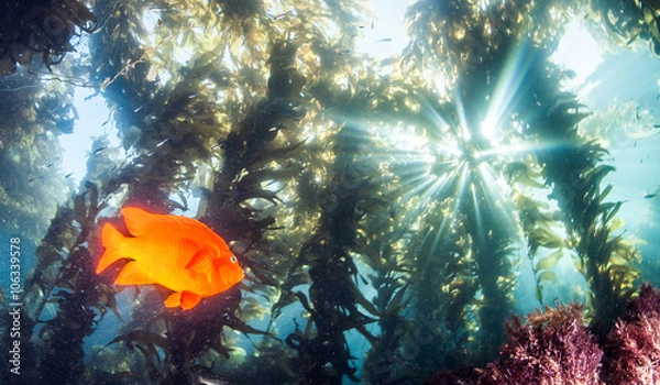 Obraz Garibaldi Fish at Catalina Island, USA