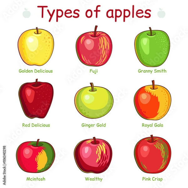 Obraz Types of apples