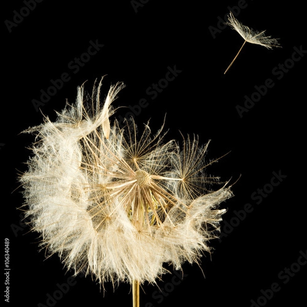 Fototapeta image of dandelion on black background