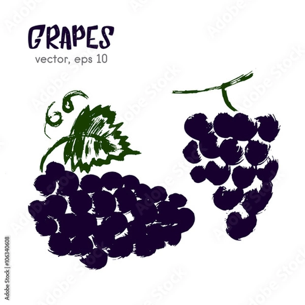 Obraz Sketched fruit illustration of grape. Hand drawn brush food ingr