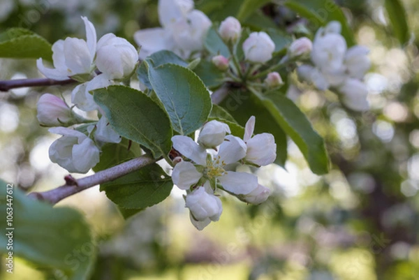 Obraz 
white apple blossom branches in spring