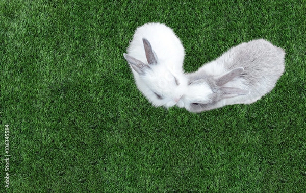Fototapeta Cute Small Baby Easter Bunny (White and Gray Rabbit) Kissing in Heart like Shape on Grass in The Park at The Corner with Copyspace to input Text, Top View