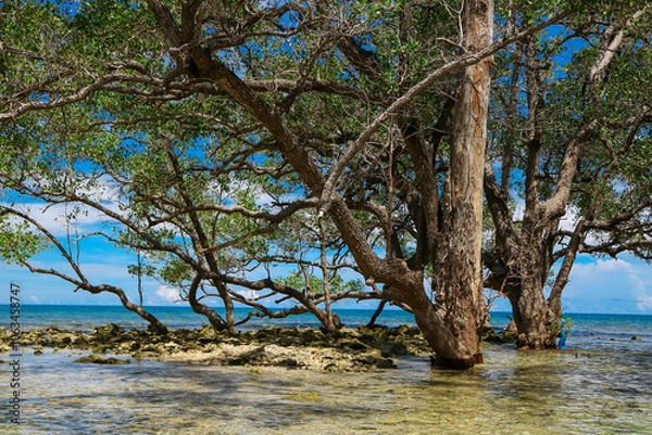 Fototapeta tree on the beach
