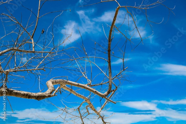 Fototapeta tree on sky background