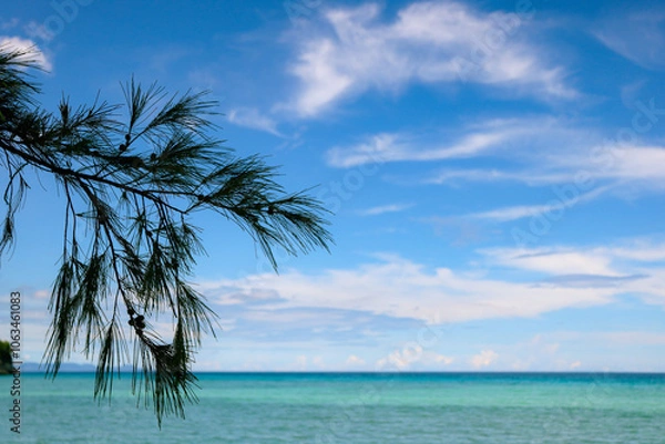 Fototapeta palm trees on the beach