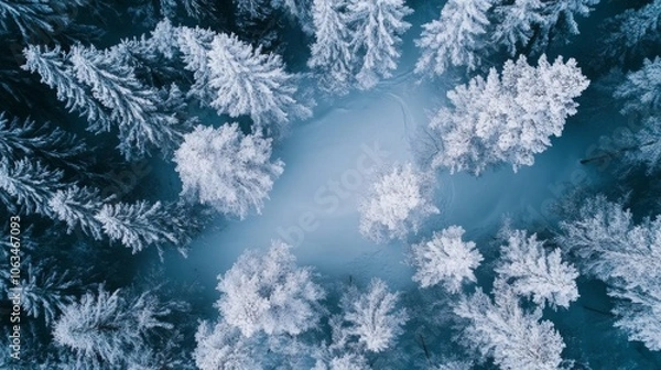 Fototapeta Snow-Covered Forest with Delicately Coated Branches and Twigs