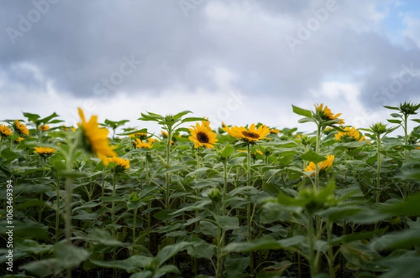 Obraz sunflower field and sky