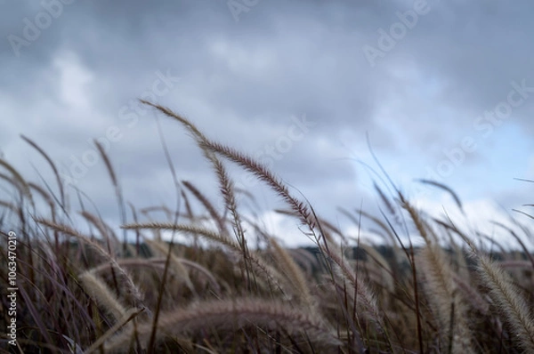 Obraz grass, sky, field, nature