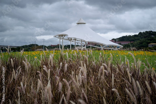 Fototapeta grass, sky, field, nature