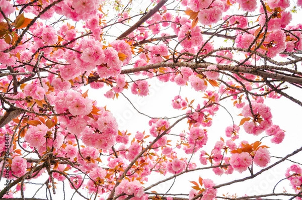 Obraz Spring cherry blossom blur background