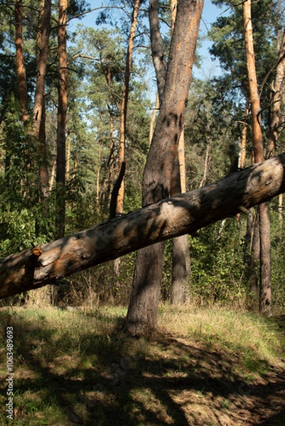 Fototapeta Autumn forest	