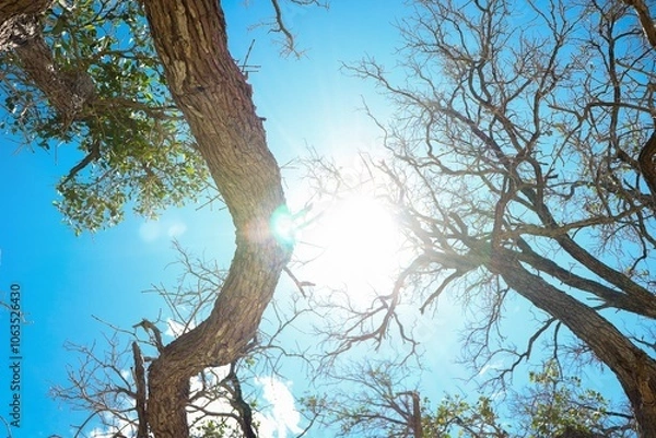 Fototapeta a view of a bright sky through the branches of trees. The sun is prominently visible, casting a warm light that creates a glowing effect