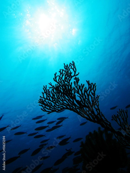 Obraz シルエットイソバナ