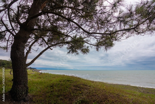 Fototapeta A beautiful tree stands proudly on a grassy hill overlooking the vast ocean
