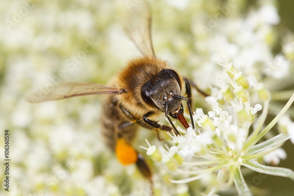 Fototapeta bee (Apis mellifera) collects pollen