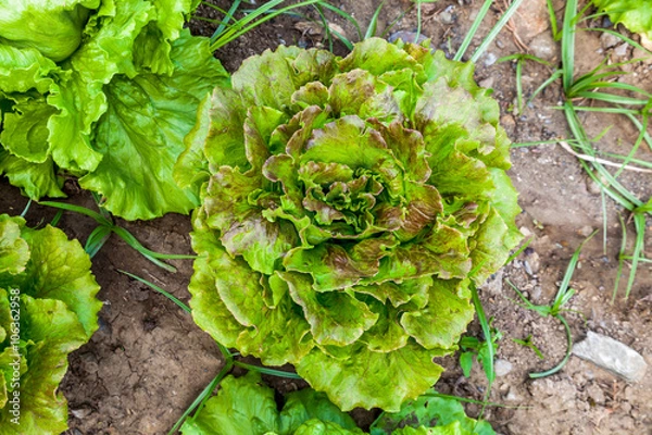 Fototapeta Lettuces