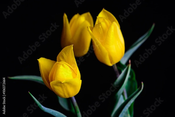 Fototapeta Tulipany