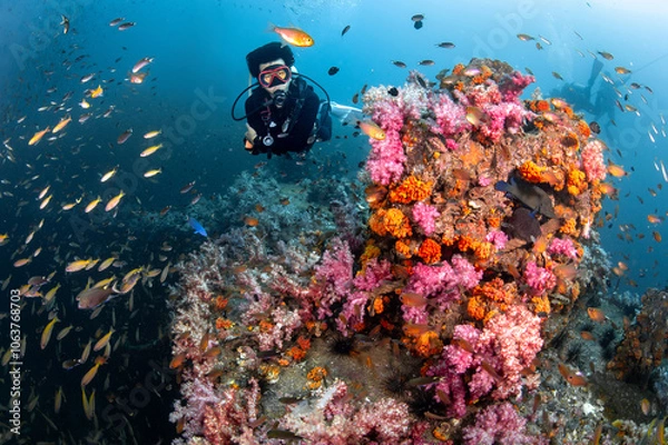 Fototapeta Male Scuba diver diving through colorful soft coral reef and school of fish at King Cruiser wreck ship, a famous dive site near Phuket, Thailand. Stunning underwater landscape of Andaman sea