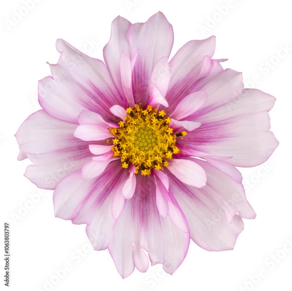 Obraz cosmos flower isolated