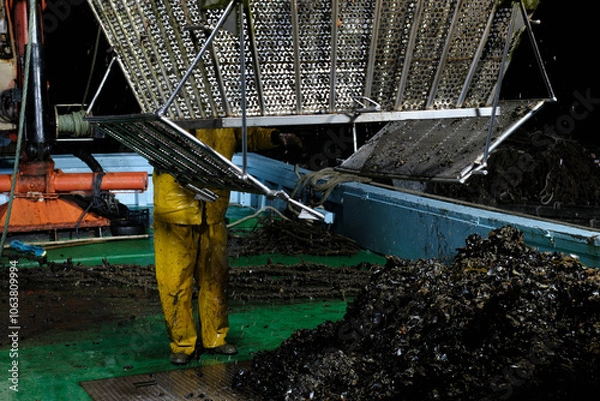 Fototapeta The legs of a sailor dressed in yellow water clothes are seen as he watches the unloading of mussels onto the wooden deck of a mussel boat.