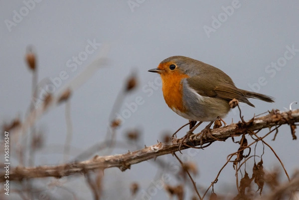 Fototapeta Robin Redbreast perched on a branch