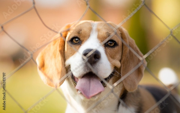 Obraz Cute Beagle dog behind fence portrait