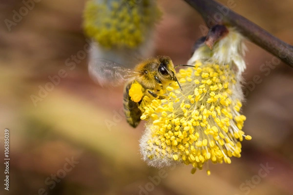 Obraz Biene auf Weidenkätzchen, Weidenblüte Pollen sammeln