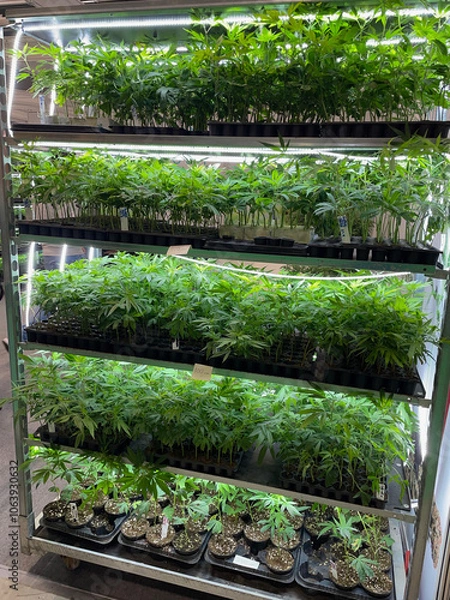 Obraz rows of marijuana plants in a grow room