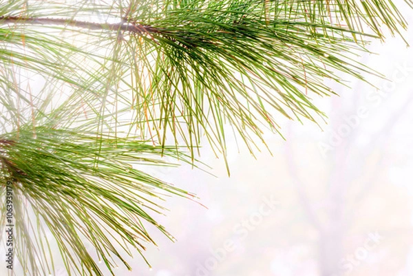 Obraz long leaf pine needles