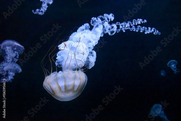 Fototapeta White jellyfish with tassel-like arms, underwater world