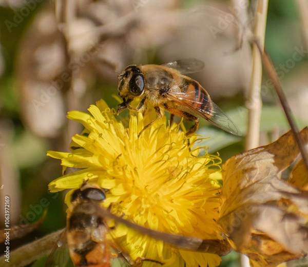 Obraz bee pollinating a flower