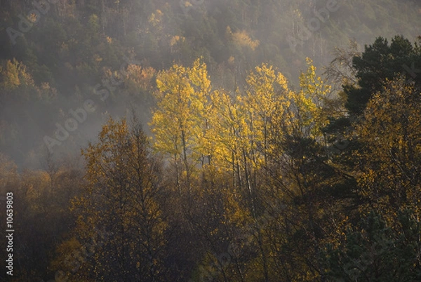 Fototapeta Trees at fall with mist