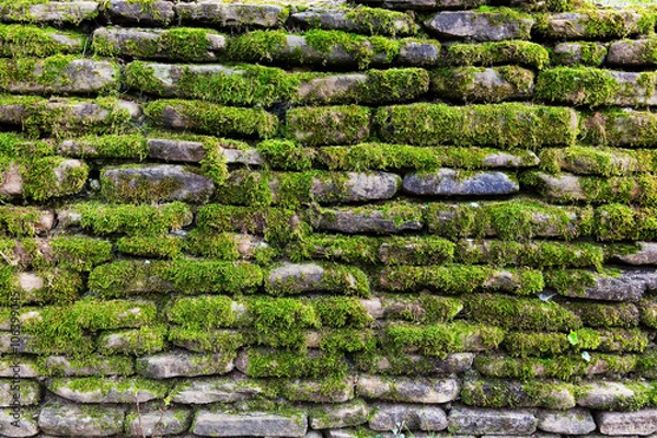 Obraz Green moss on old stone wall