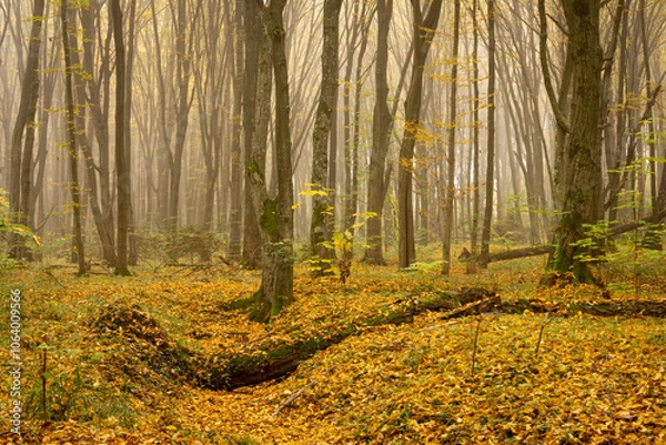 Obraz Mgła w jesiennym lesie