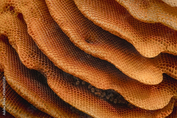 Obraz A huge natural beehive. The bees built a natural beehive on a tree. Many bees are nesting in the hive. A natural beehive.