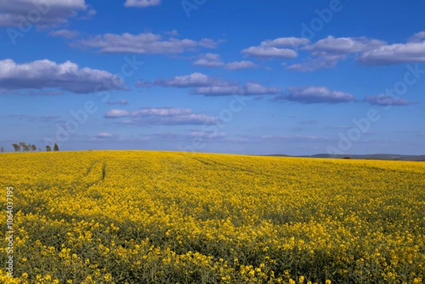 Fototapeta Field of rape and blue sky