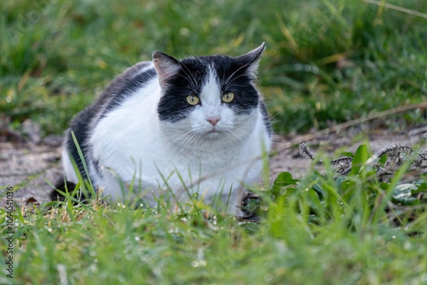 Obraz eine Hauskatze wartet an einer Wiese auf Beute
