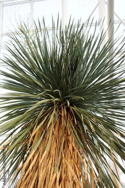 Obraz Palm tree in a garden