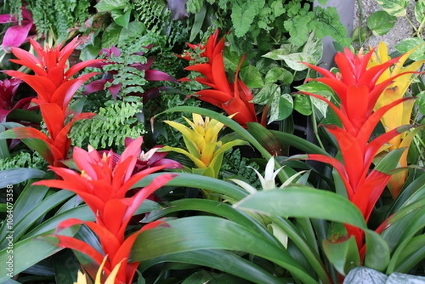 Obraz Bright red and yellow flowers