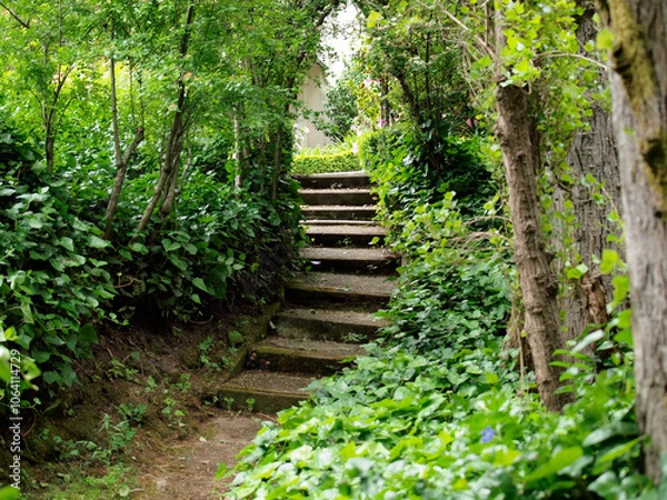 Fototapeta A lush wooden path with steep stone steps leads through dense greenery in a tranquil forest during daylight