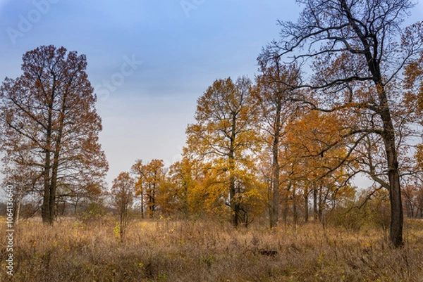 Fototapeta A field of trees with a blue sky in the background