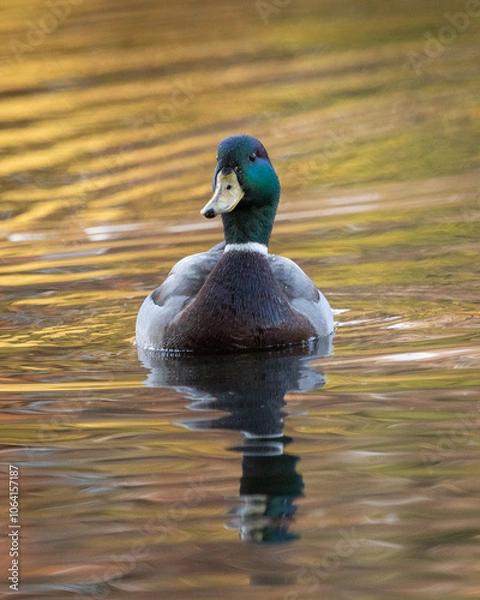 Fototapeta A male mallard duck, or Drake, swims on an autumn pond. The bright and colorful fall foliage is reflected in the water.