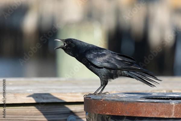 Fototapeta An American crow perches on a piling near the bay and caws