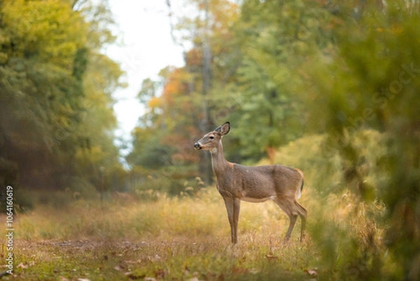 Fototapeta A white-tailed deer doe is seen standing in a forest clearing during autumn.