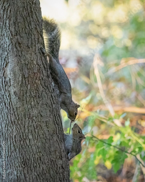 Obraz Two Eastern Grey Squirrels run around and play on a tree.