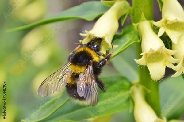 Obraz Bumble Bee and Yellow Foxglove.