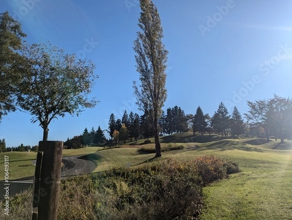 Obraz trees in the field
