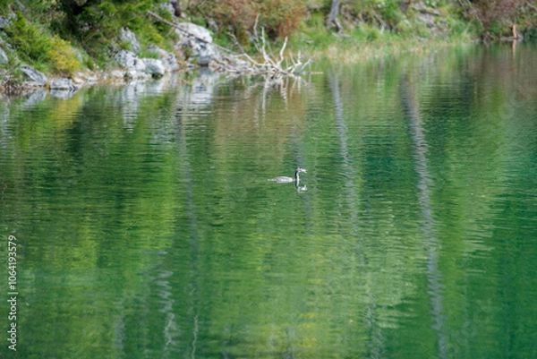 Obraz Tranquil Lake with Bird Swimming